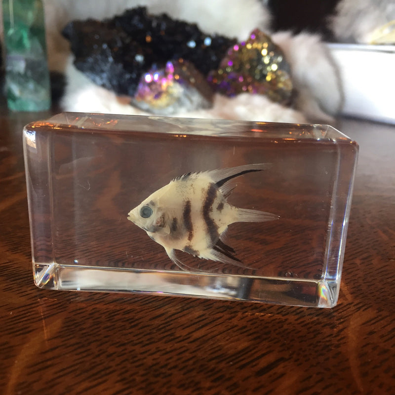 Angel Fish Paperweight - Curious Nature