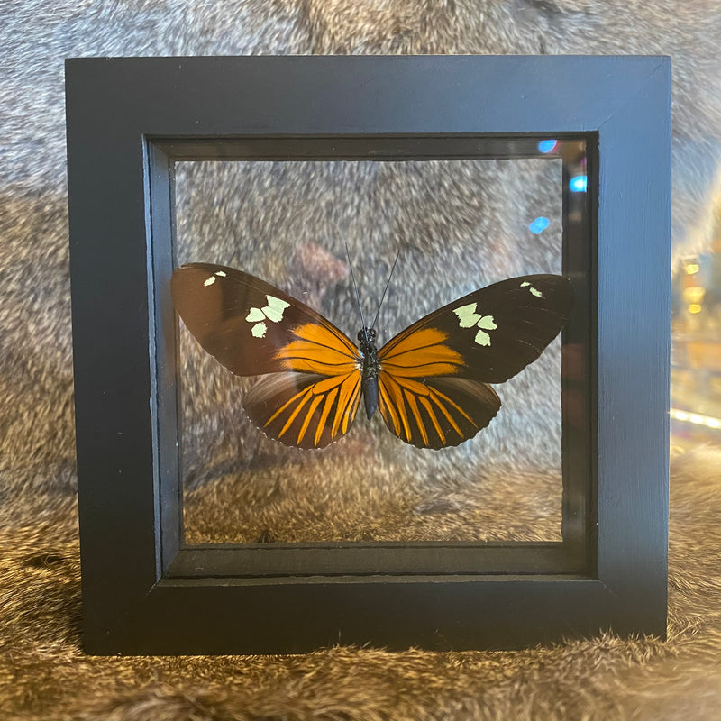 Doris Longwing Butterfly in Double Glass