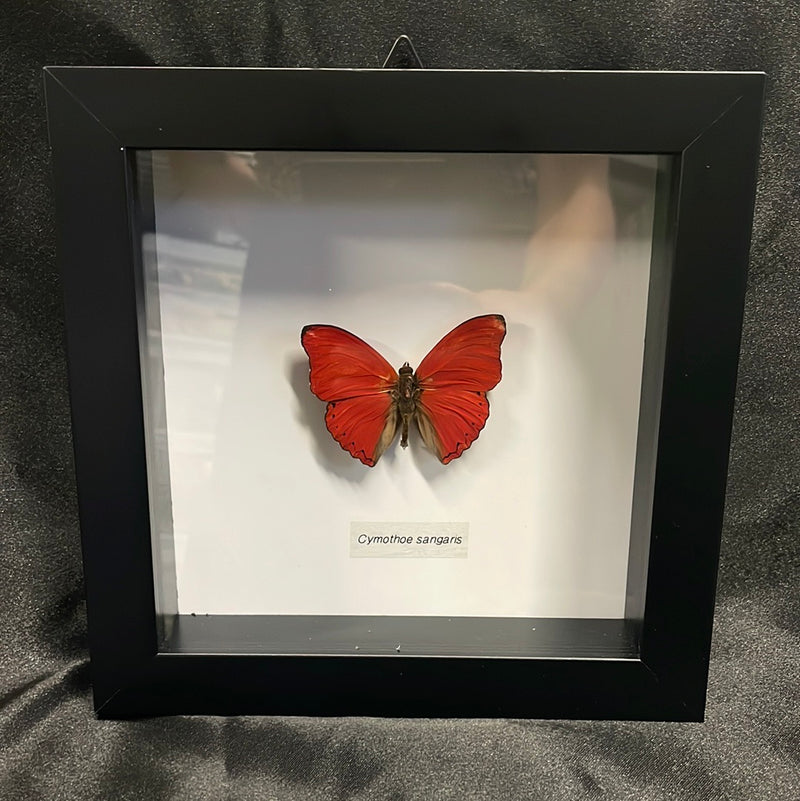 Blood-red Glider Butterfly in Frame