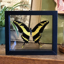 Mounted Papilio Thoa Butterfly - Curious Nature