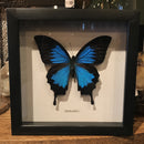 Ulysses Butterfly in Frame