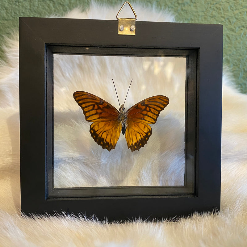 Heliconius Silverspot Butterfly in Double Glass