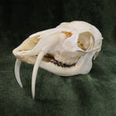 Chinese Water Deer Skull