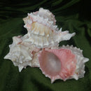 Pink Murex Shell