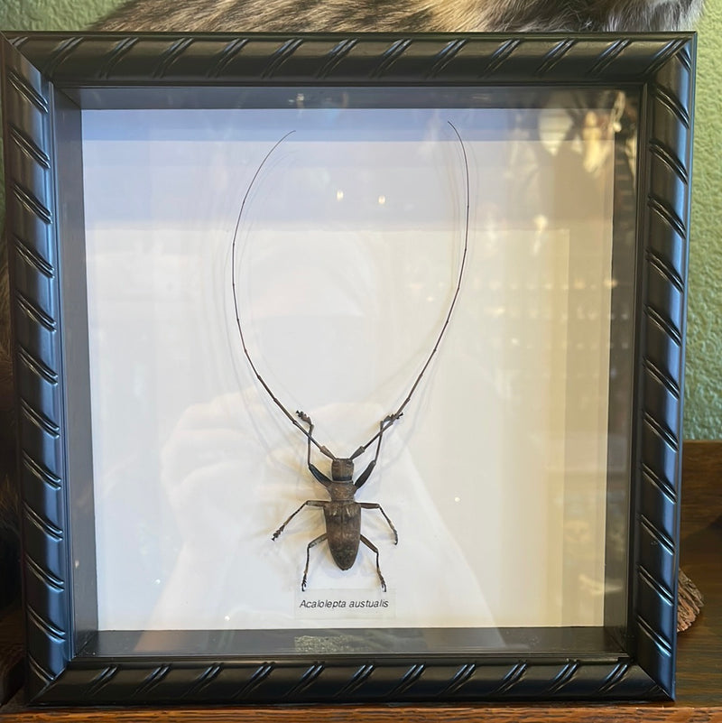 Acalolepta australis Longhorn Beetle in Frame