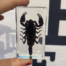 Black Scorpion Paperweight - Curious Nature