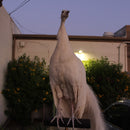 Albino Peacock Mount