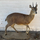 Klipspringer Taxidermy Mount