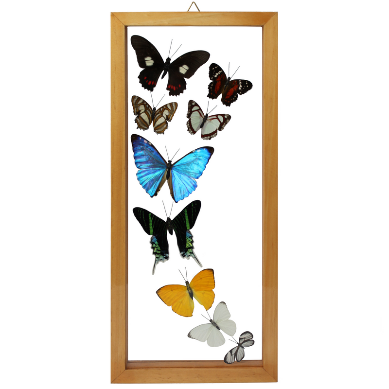9 Assorted Butterflies in Double Glass (Brown Frame - 6" x 15")