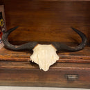 Small Blue Wildebeest Skullplate