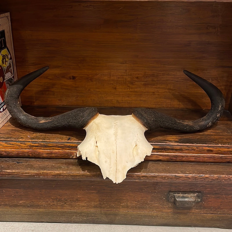 Small Blue Wildebeest Skullplate
