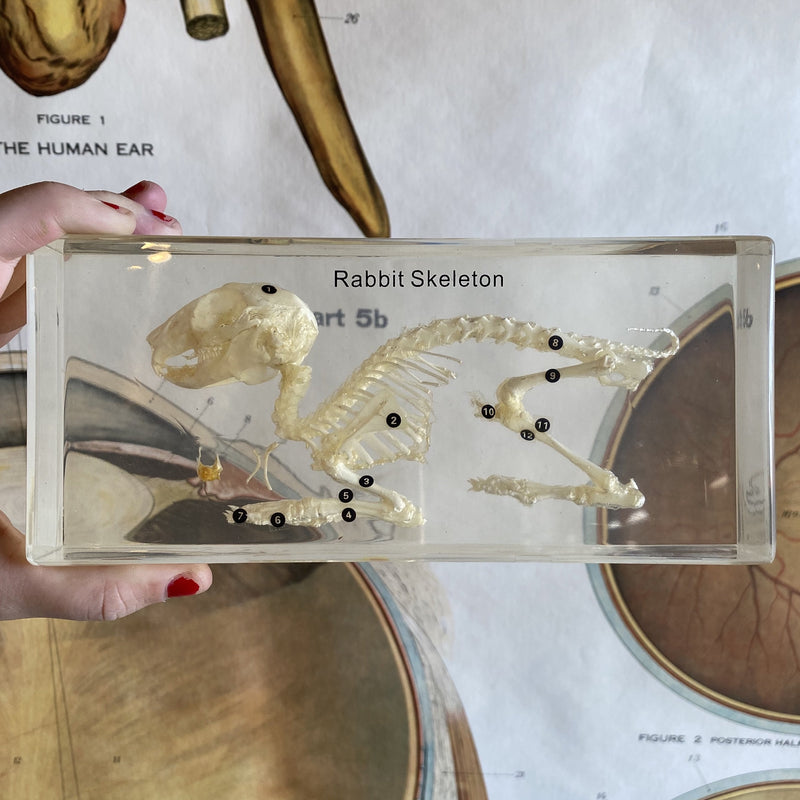 Rabbit Skeleton Paperweight - Curious Nature