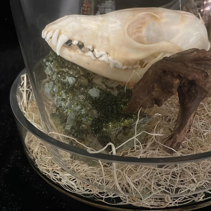 Kit Fox Skull Display in Bell Jar