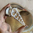 Center Cut Knobby Cerithium Shell - Curious Nature