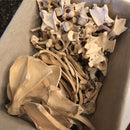 Assorted Wild Boar Bones - Curious Nature