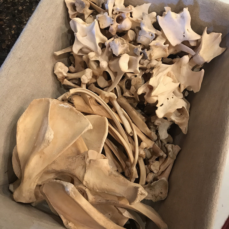 Assorted Wild Boar Bones - Curious Nature