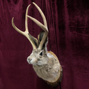 Taxidermy Jackalope
