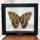 Owl Eye Butterfly in Double Glass
