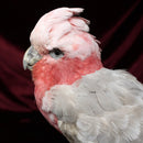 Rose Breasted Cockatoo