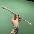 Human Fibula Bone - Curious Nature