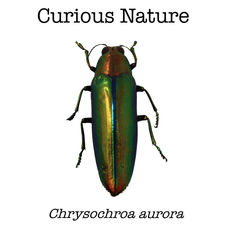 Chrysochroa aurora