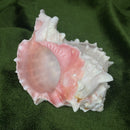 Pink Murex Shell