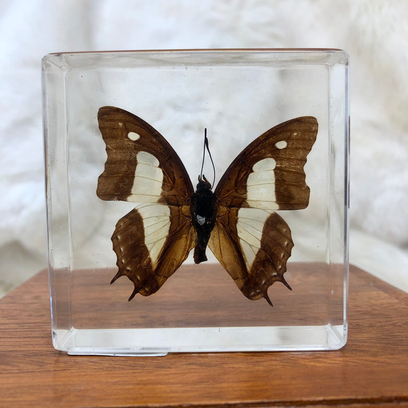 Common Nawab Butterfly Paperweight