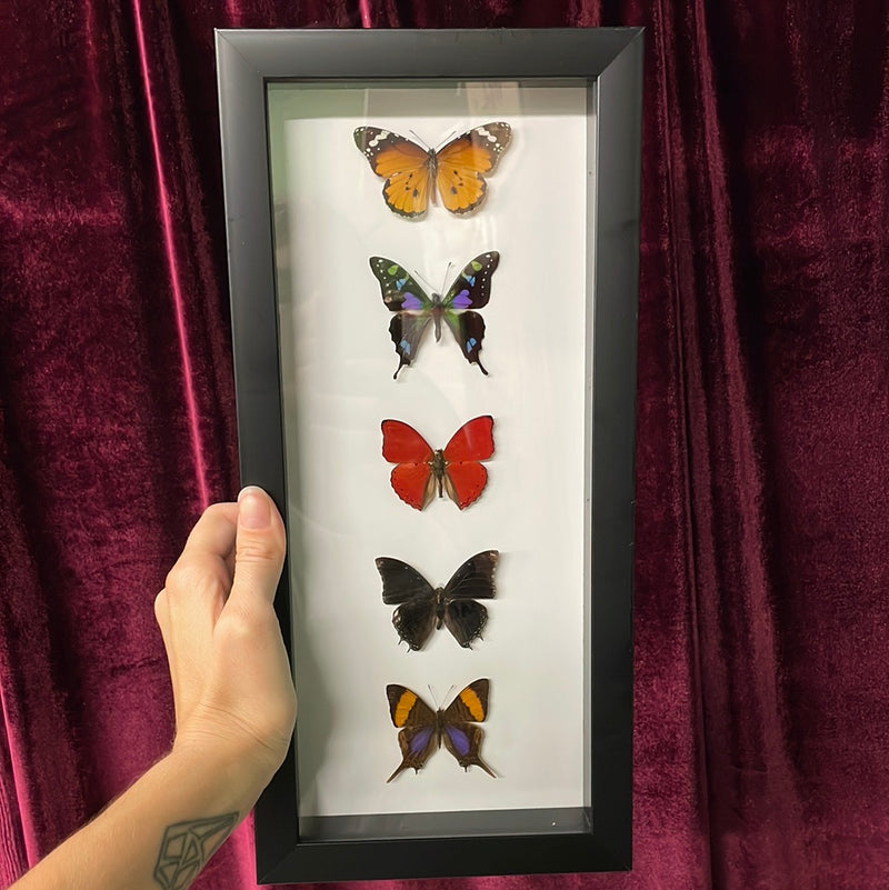 Five Assorted Butterflies in Frame