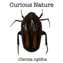 Clerota rigifica