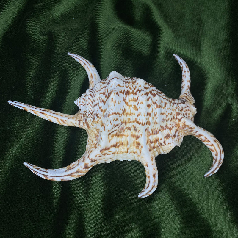 Chiragra Spider Conch Shell