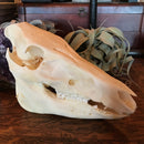 Wild Boar Skull - Curious Nature
