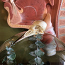 European Starling Skull - Curious Nature