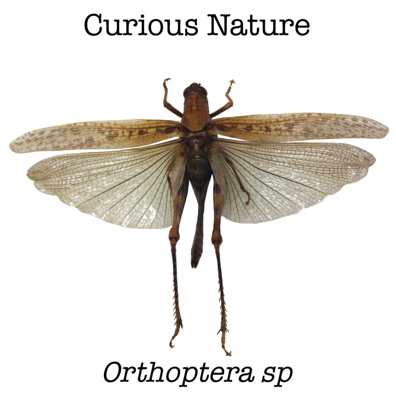 Orthoptera sp