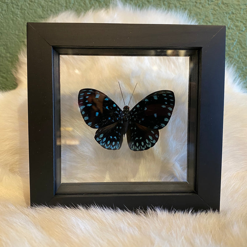 Cracker Butterfly in Double Glass