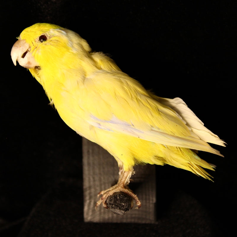 Yellow Parrotlet Taxidermy Mount