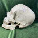 Authentic Human Skull