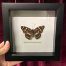 Great Purple Emperor Butterfly in Frame