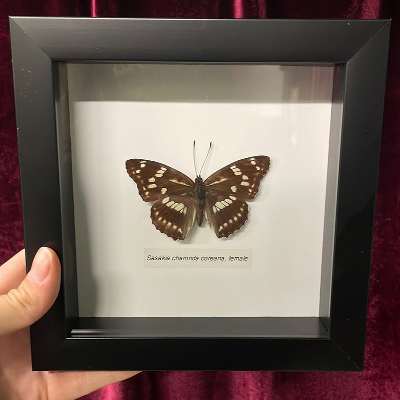 Sasakia charonda Butterfly in Frame