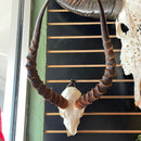 Impala Skull GRADE B