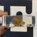 Snail Paperweight - Curious Nature