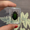 Small Invertebrate Paperweights - Curious Nature