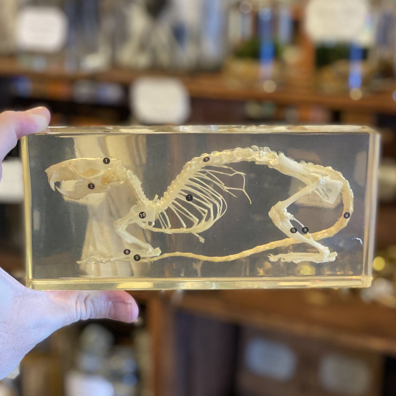 Rat Skeleton Paperweight - Curious Nature