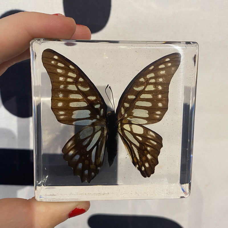 Common Jay Butterfly Paperweight - Curious Nature