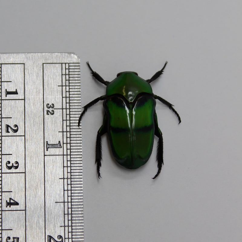 Ischiopsopha bifasciata