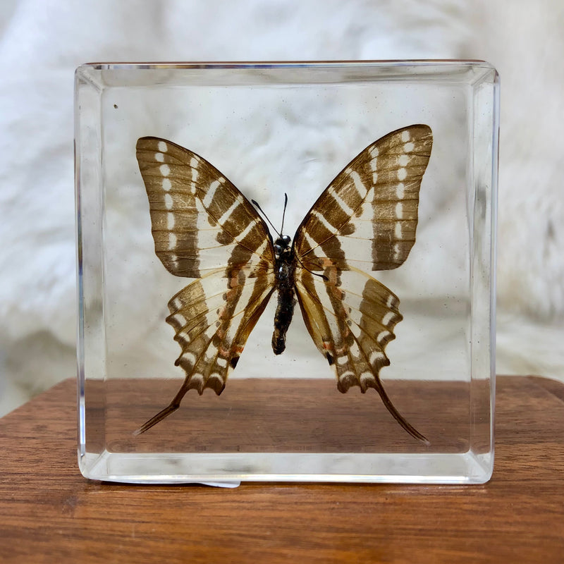 Five-Bar Swordtail Butterfly Paperweight