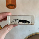 Asian Longhorned Beetle Paperweight