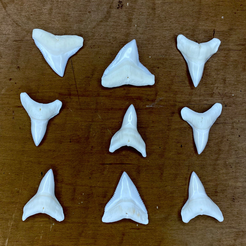 Bull Shark Tooth