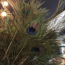 Peacock Feather - Curious Nature