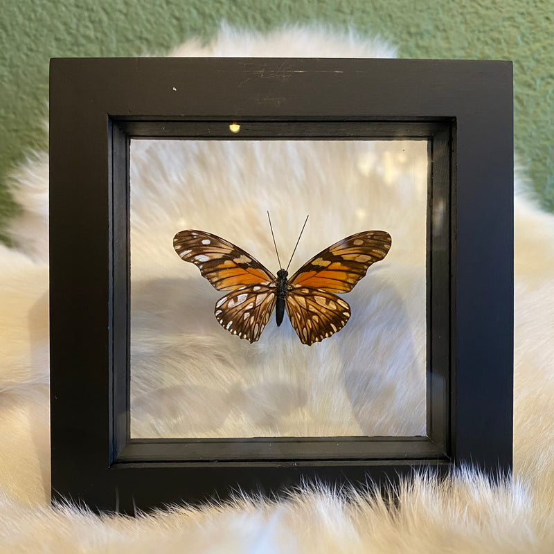 Heliconius Silverspot Butterfly in Double Glass