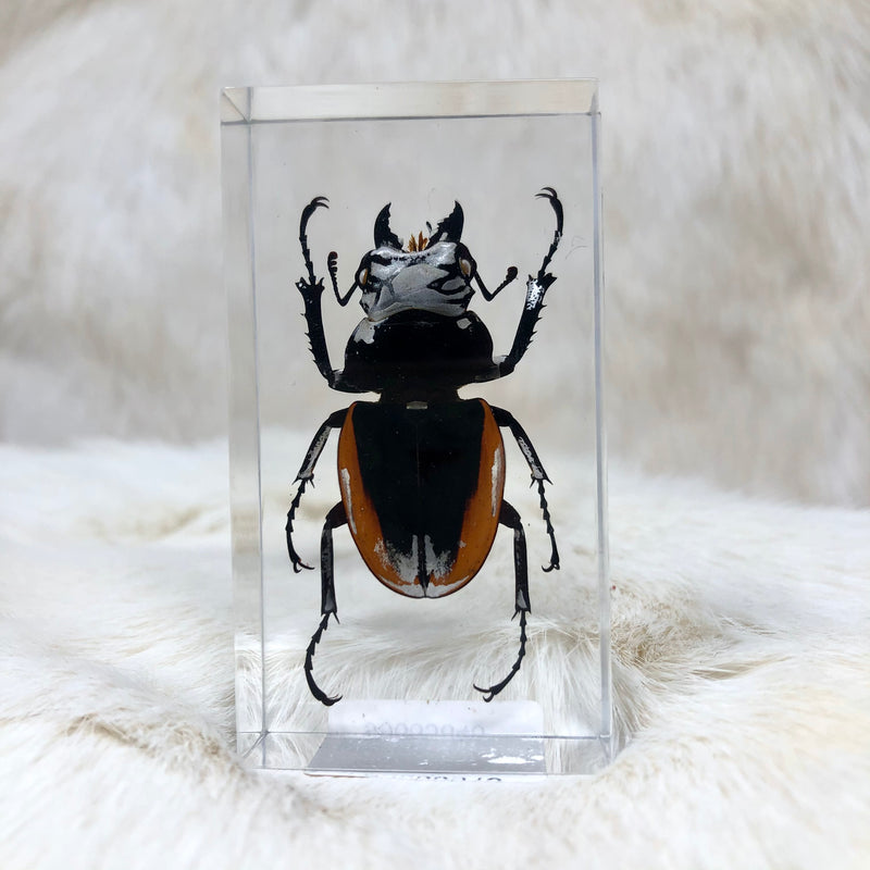 Orange Stag Beetle Paperweight